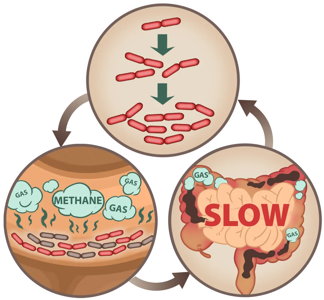 EmmaRelife digestive process mobile illustration